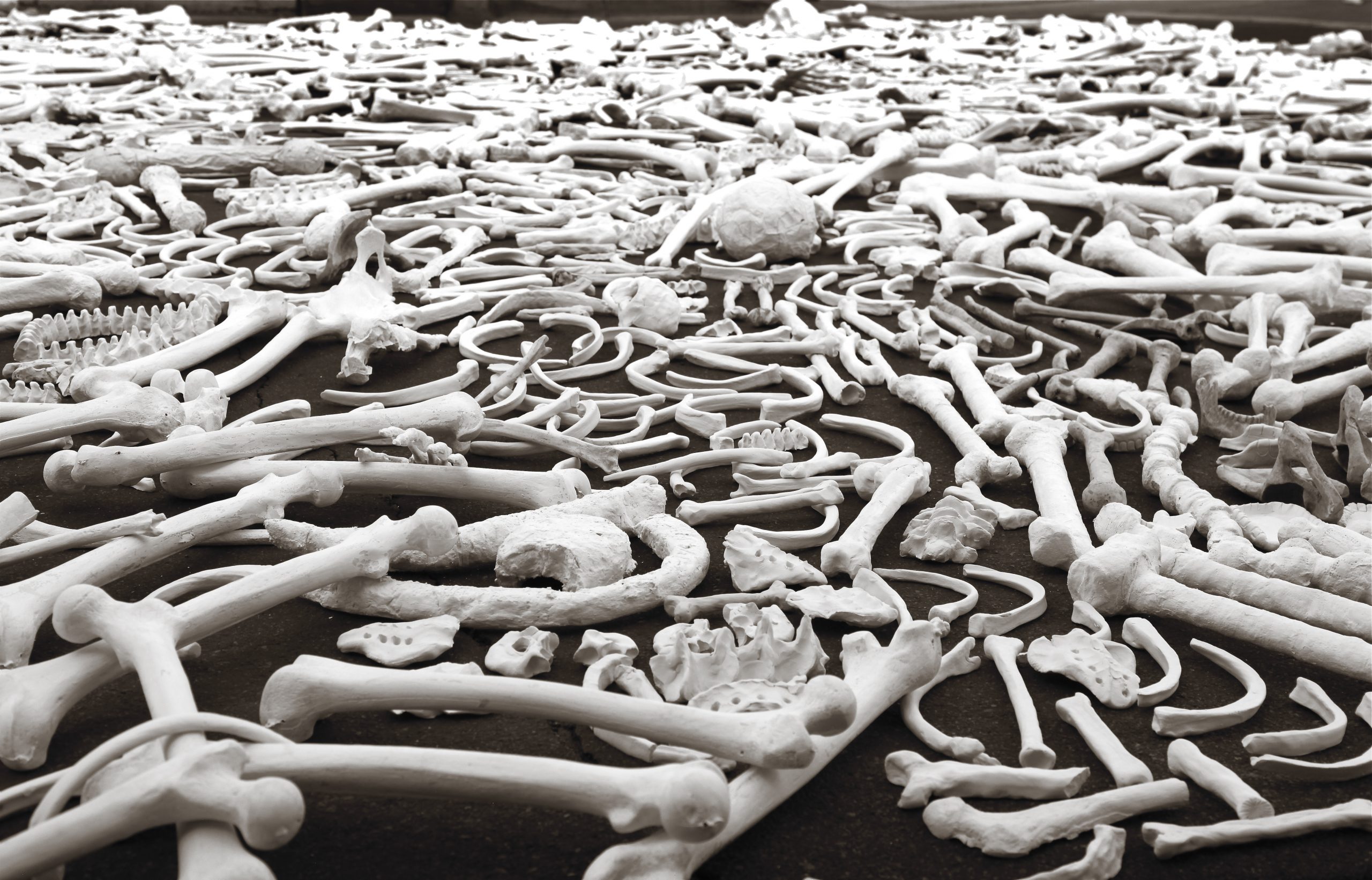 Join One Million Bones on the National Mall: June 8-10